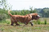 BASSET HOUND 215